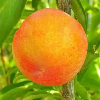 Шарафуга БЕЛЛА ГОЛД  Шарафуга БЕЛЛА ГОЛД в Челябинске