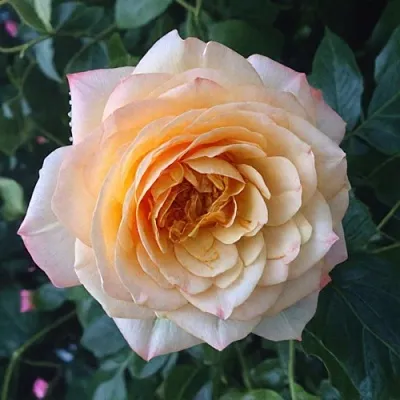 Саженцы роз АБЕЙ ДЕ СЕНТ-АМАН шраб  Саженцы роз АБЕЙ ДЕ СЕНТ-АМАН шраб в Челябинске