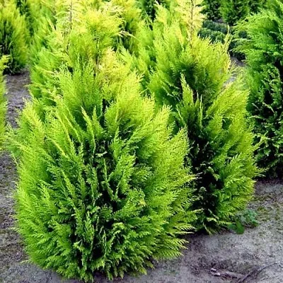 Кипарисовик ИВОНЕ лавсана  Кипарисовик ИВОНЕ лавсана в Челябинске