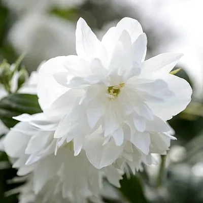 Жасмин МИНЕСОТА СНОУФЛЕЙК  Жасмин МИНЕСОТА СНОУФЛЕЙК в Челябинске