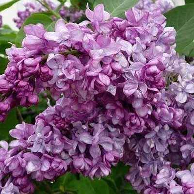 Сирень ГЕНЕРАЛ ПЕРШИНГ в Челябинске