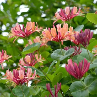 Жимолость ГЕКРОТА в Челябинске