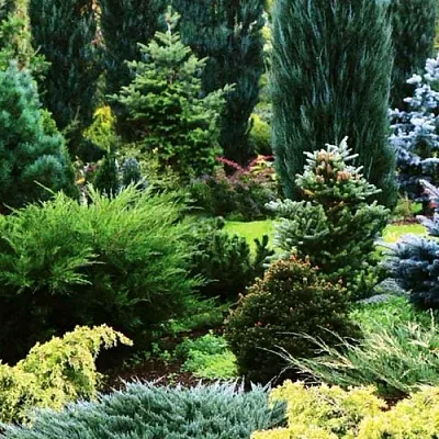 Хвойные растения  Хвойные растения в Челябинске