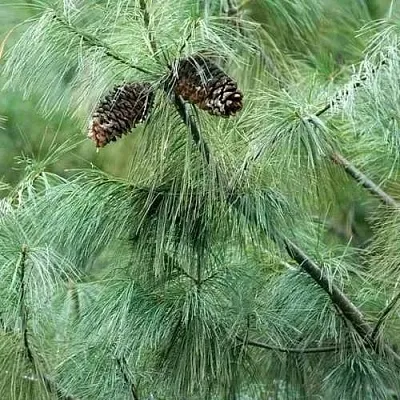 Сосна АРМАНДИ  Сосна АРМАНДИ в Челябинске