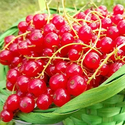 Красная  Красная в Челябинске