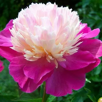 Пион ГЕЙ ПАРИ травянистый  Пион ГЕЙ ПАРИ травянистый в Челябинске