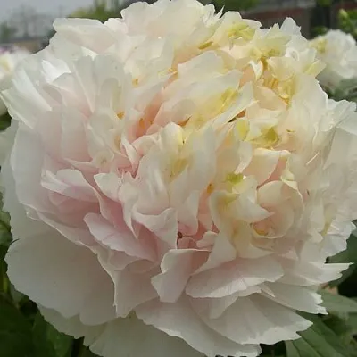 Пион ЗОЛОТОЙ ИЗУМРУД древовидный  Пион ЗОЛОТОЙ ИЗУМРУД древовидный в Челябинске