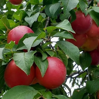 Плумкот БИРИКОККОЛО ГИГАНТЕ ДИ БУДРИО  Плумкот БИРИКОККОЛО ГИГАНТЕ ДИ БУДРИО в Челябинске