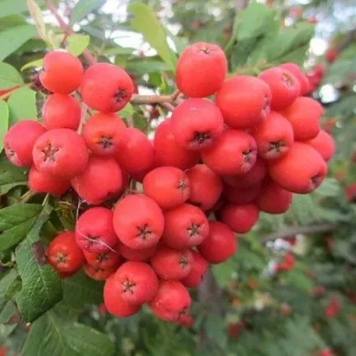 Рябина НЕВЕЖИНСКАЯ сладкоплодная — описание сорта Рябина НЕВЕЖИНСКАЯ сладкоплодная в Челябинске