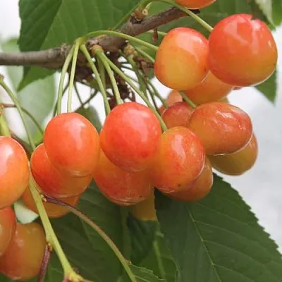 Черешня СЕВЕРНАЯ в Челябинске