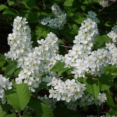 Черемуха ПАМЯТИ САЛАМАТОВА  Черемуха ПАМЯТИ САЛАМАТОВА в Челябинске