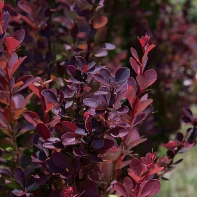 Барбарис ХЕЛМОНД ПИЛЛАР тунберга  Барбарис ХЕЛМОНД ПИЛЛАР тунберга в Челябинске