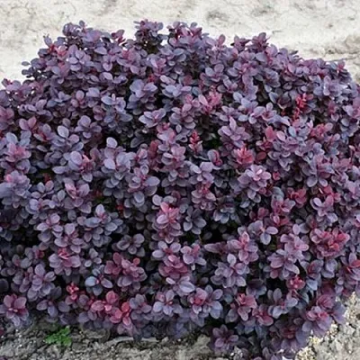 Барбарис КОНКОРД тунберга  Барбарис КОНКОРД тунберга в Челябинске