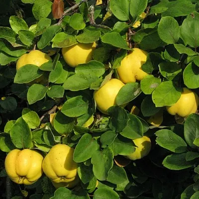 Айва  Айва в Челябинске