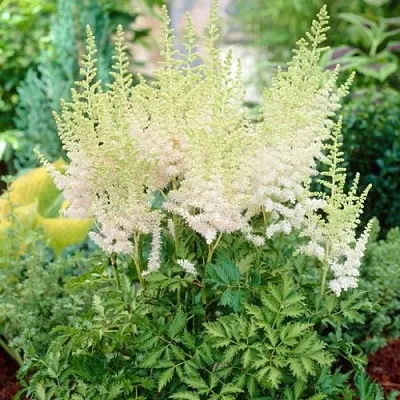 Астильба МИЛК ЭНД ХАНИ китайская  Астильба МИЛК ЭНД ХАНИ китайская в Челябинске