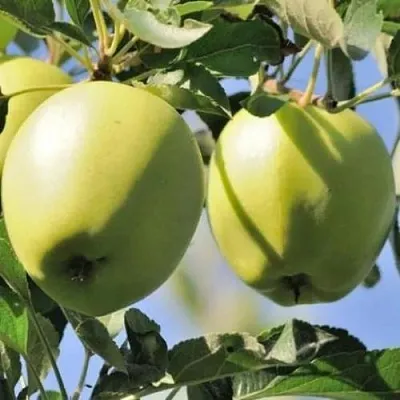 Яблоня САХАРНАЯ  Яблоня САХАРНАЯ в Челябинске