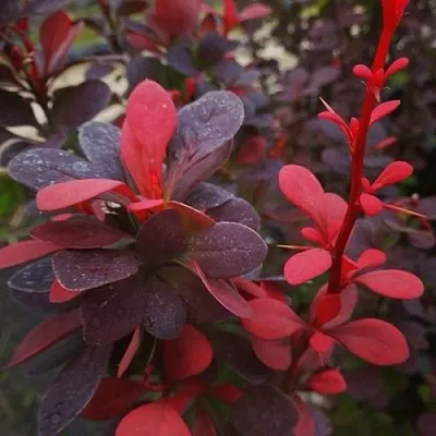 Барбарис РЕД ПИЛЛАР тунберга  Барбарис РЕД ПИЛЛАР тунберга в Челябинске