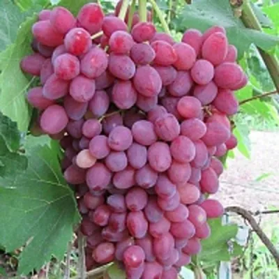 Виноград КИШМИШ ВЕЛЕС в Челябинске