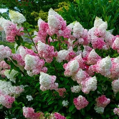 Гортензия в Челябинске