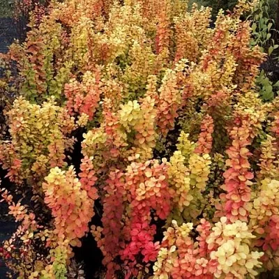 Барбарис САММЕР САНСЕТ тунберга  Барбарис САММЕР САНСЕТ тунберга в Челябинске