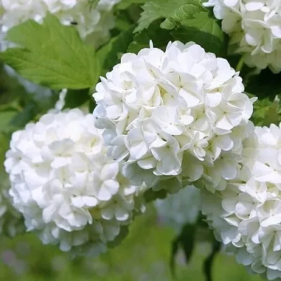 Калина декоративная в Челябинске