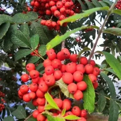 Рябина НЕВЕЖИНСКАЯ сладкоплодная — описание сорта Рябина НЕВЕЖИНСКАЯ сладкоплодная в Челябинске