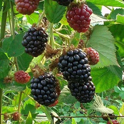 Ежевика ЧЕСТЕР бесшипная  Ежевика ЧЕСТЕР бесшипная в Челябинске