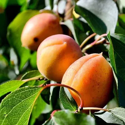 Абрикос БАЙ в Челябинске