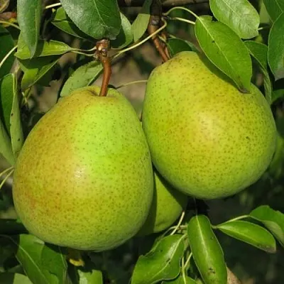 Груша НАЙТ-ВЕРТ колонновидная  Груша НАЙТ-ВЕРТ колонновидная в Челябинске