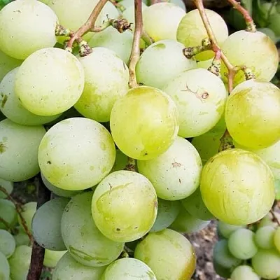 Виноград КЕША МУСКАТ в Челябинске