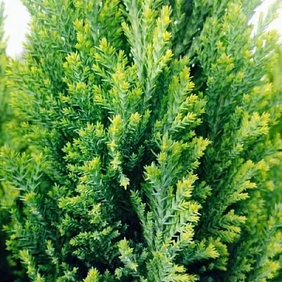 Кипарисовик  Кипарисовик в Челябинске