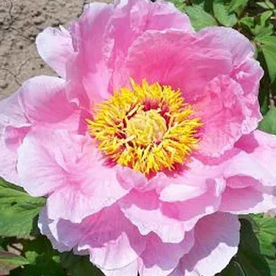 Пион МАРАМАЦУ-ЗАКУРА древовидный  Пион МАРАМАЦУ-ЗАКУРА древовидный в Челябинске