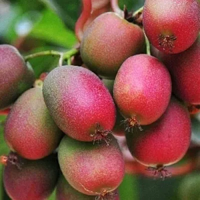 Актинидия ВЕЙКИ аргута  Актинидия ВЕЙКИ аргута в Челябинске