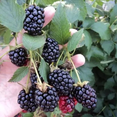 Ежевика ОУАЧИТА бесшипная — описание сорта Ежевика ОУАЧИТА бесшипная в Челябинске