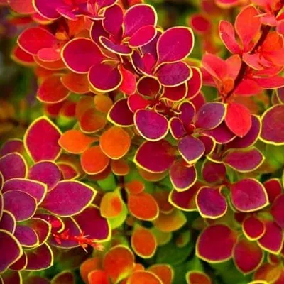 Барбарис ОРАНЖ САНРАЙЗ тунберга  Барбарис ОРАНЖ САНРАЙЗ тунберга в Челябинске