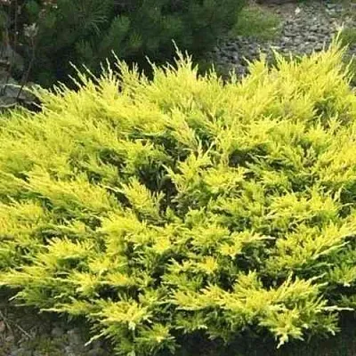 Можжевельник ЛАЙМ ГЛОУ горизонтальный  Можжевельник ЛАЙМ ГЛОУ горизонтальный в Челябинске