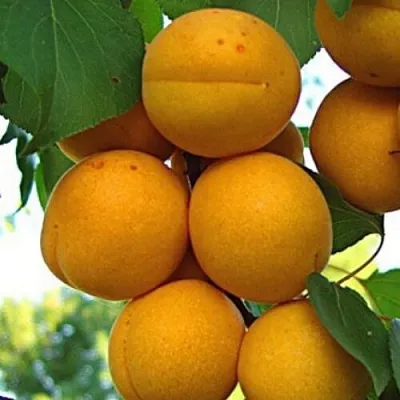 Абрикос ОНТАРИО в Челябинске