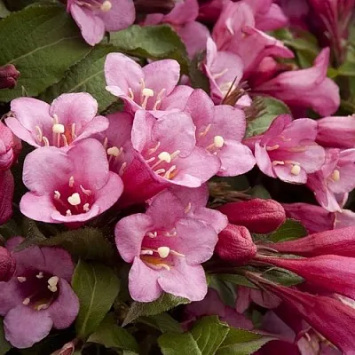 Вейгела ФЛОРИДА  Вейгела ФЛОРИДА в Челябинске