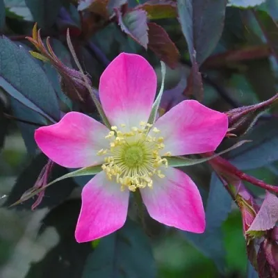 Саженцы роз сизая — описание сорта Саженцы роз сизая в Челябинске