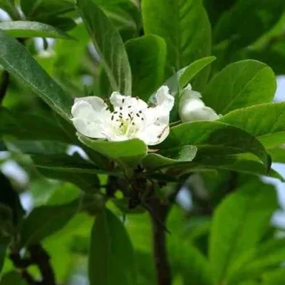 МУШМУЛА  — описание сорта МУШМУЛА  в Челябинске