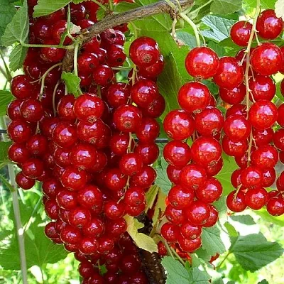 Смородина красная ЙОНКЕР ВАН ТЕТС  Смородина красная ЙОНКЕР ВАН ТЕТС в Челябинске