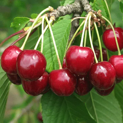 Черешня ГРОНКОВАЯ в Челябинске