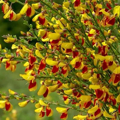 Ракитник в Челябинске