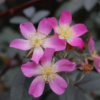 Саженцы роз сизая — описание сорта Саженцы роз сизая в Челябинске