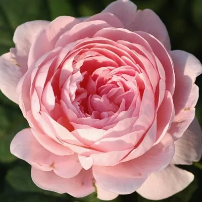 Саженцы роз КУИН ОФ СУИДЕН английская  Саженцы роз КУИН ОФ СУИДЕН английская в Челябинске