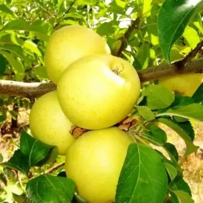 Яблоня ГОЛДЕН ДЕЛИШЕС в Челябинске