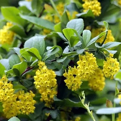 Барбарис корейский  Барбарис корейский в Челябинске