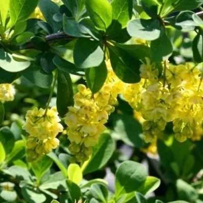 Барбарис ИНДИАН САММЕР   Барбарис ИНДИАН САММЕР  в Челябинске