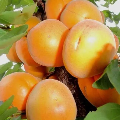 Абрикос ДЕСЕРТНЫЙ в Челябинске
