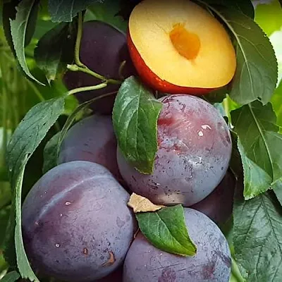 НЕКТАПРИУМ  НЕКТАПРИУМ в Челябинске